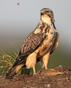 Red-tailed Hawk