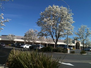 white trees